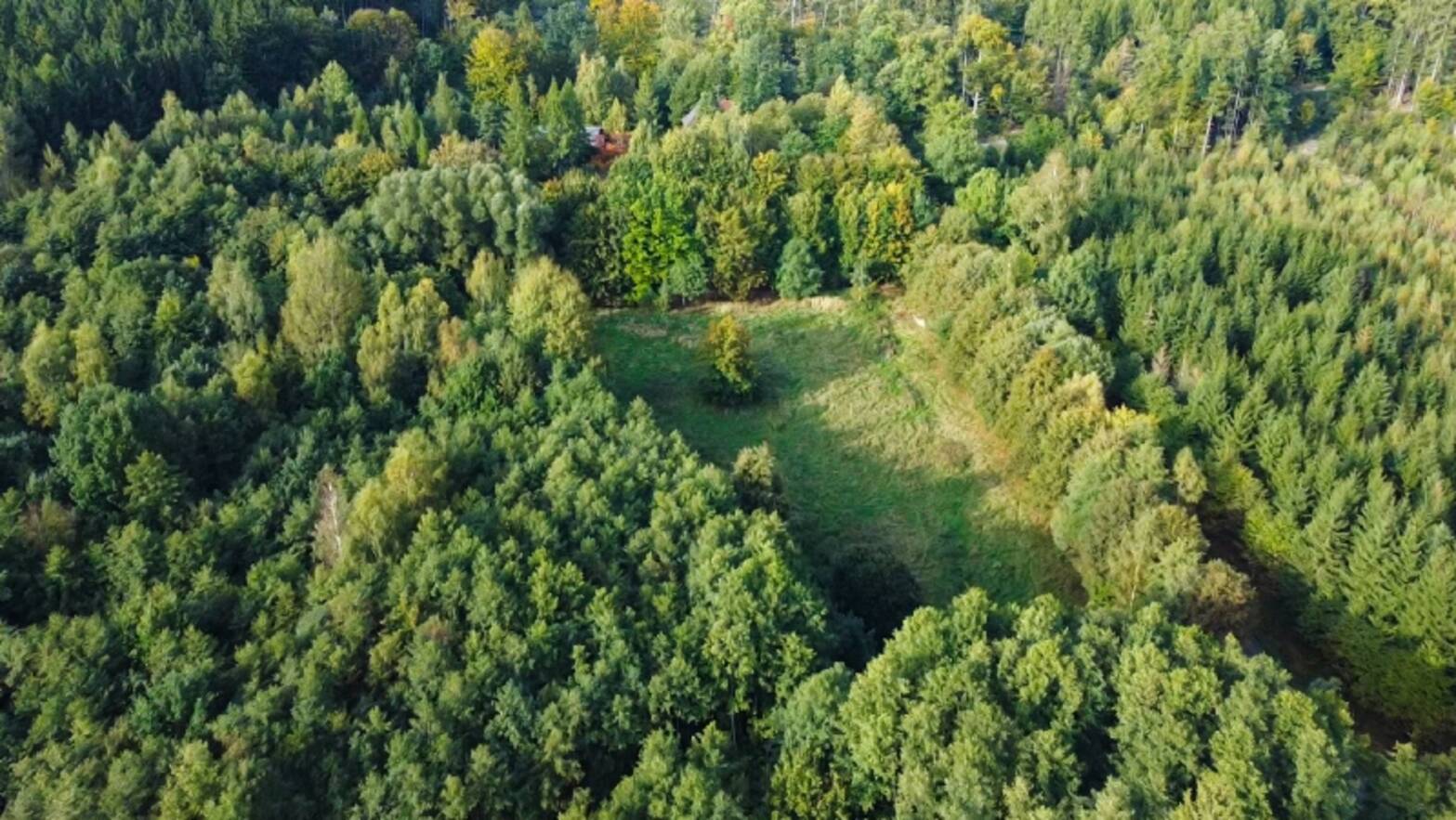 Ihre Wiese im Wald (1) Ihre Wiese im Wald (1)