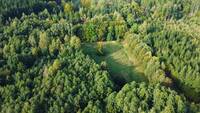 Ihre Wiese im Wald (1) Ihre Wiese im Wald (1)