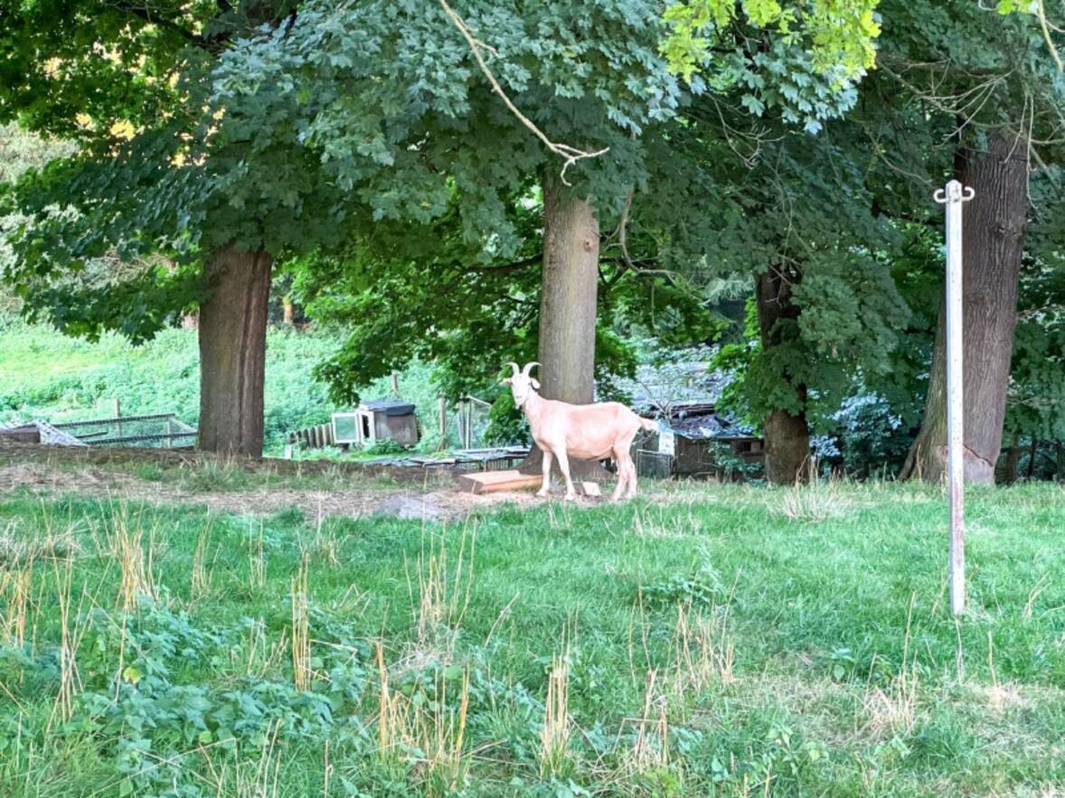 - auf die Ziegen des Nachbarn