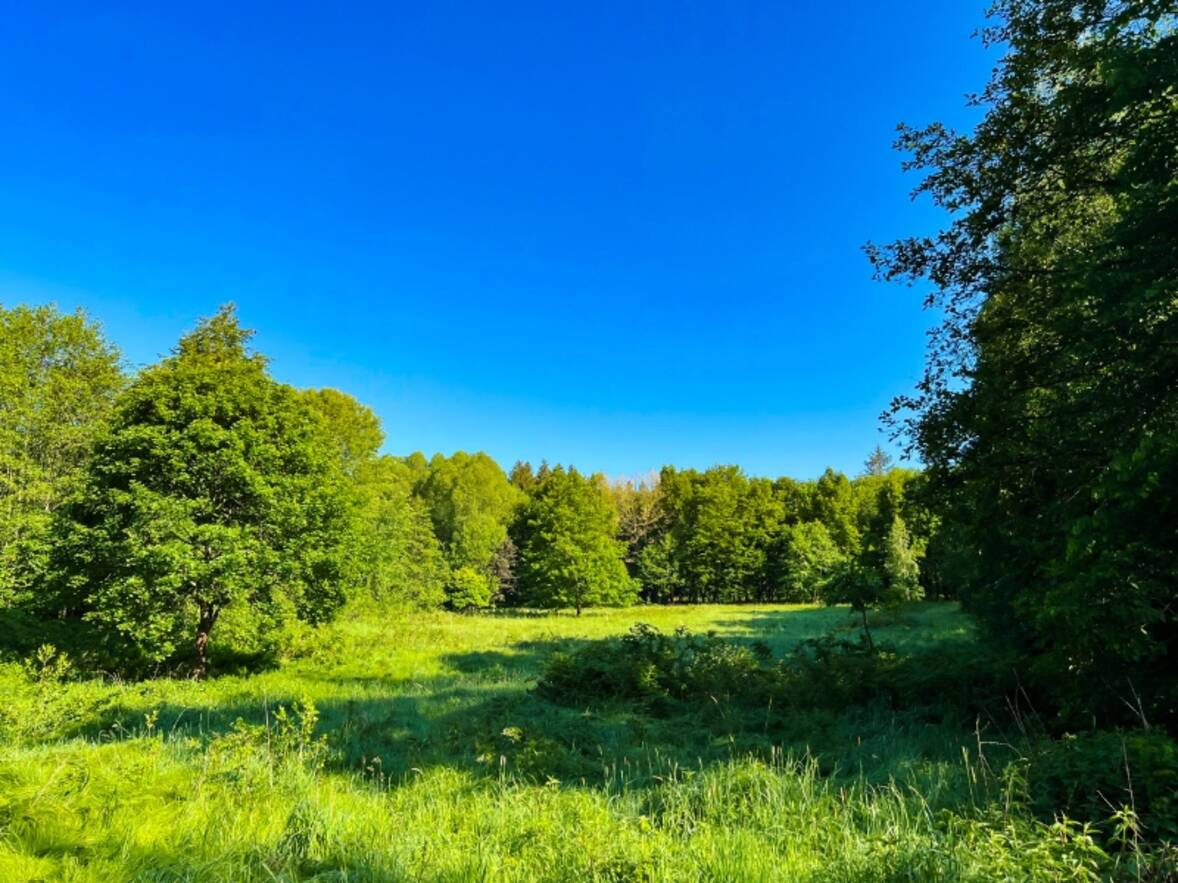 Ihre Wiese im Wald (2) Ihre Wiese im Wald (2)